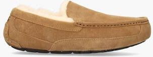 Ugg Ascot Bruin
